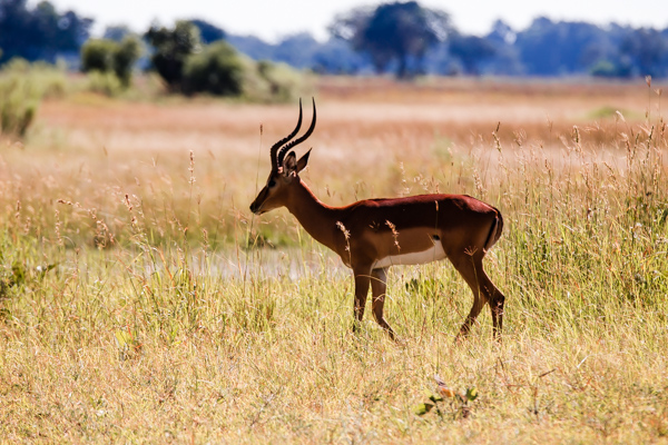 The Okavanga Delta, Bostwana