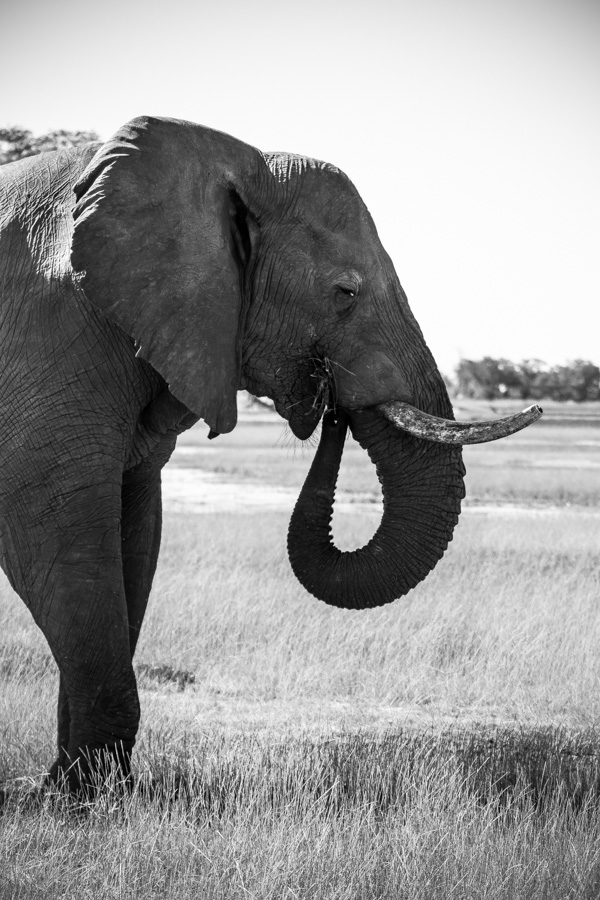 The Okavango Delta, Botswana