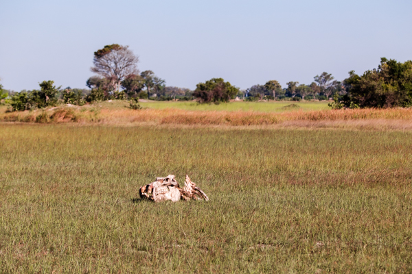 The Okavanga Delta, Bostwana