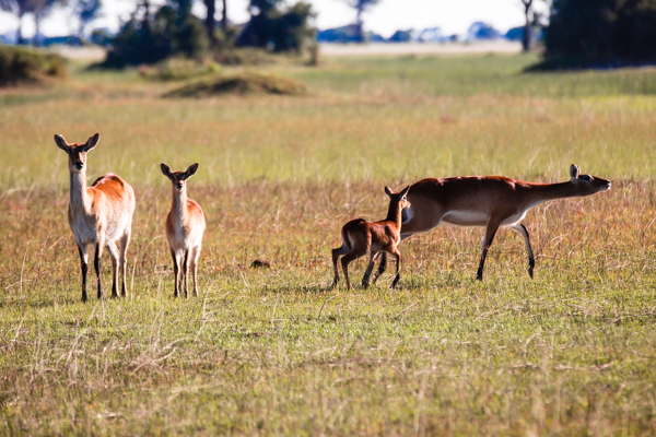 The Okavanga Delta, Bostwana