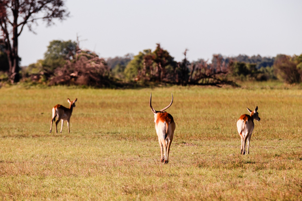 The Okavanga Delta, Bostwana