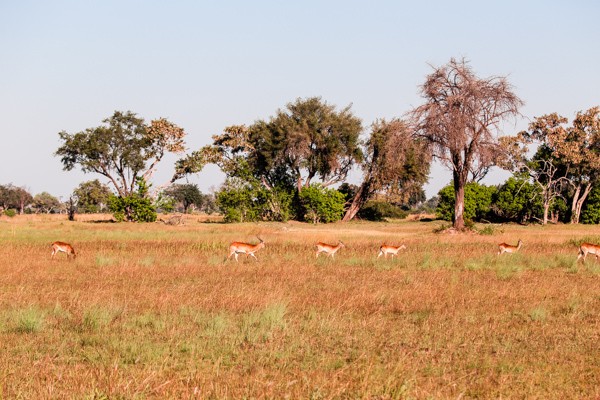 okavango-delta-safari-1-99