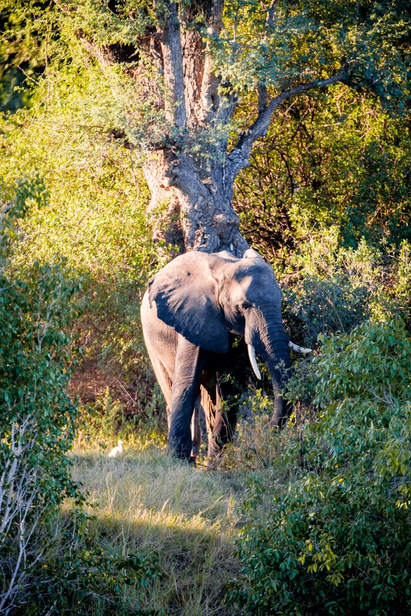 Victoria Falls Sunset Cruise