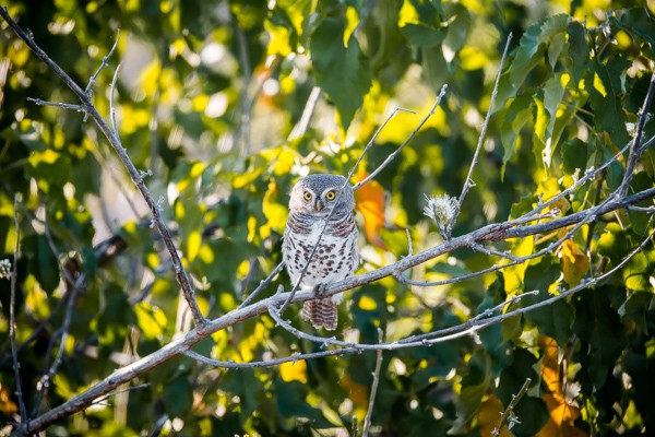 African Barred Owlet