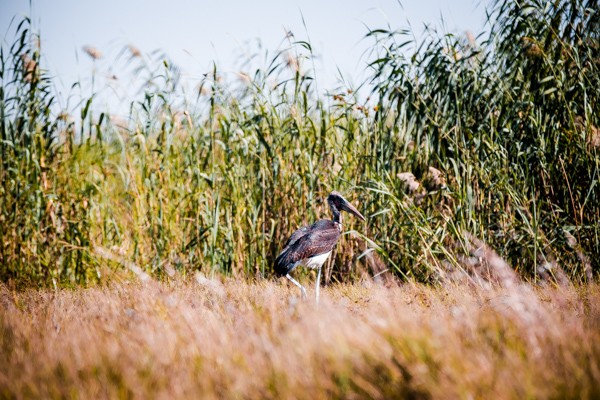 Chobe National Park, Botswana