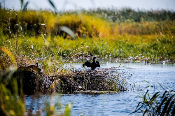 Chobe National Park, Botswana