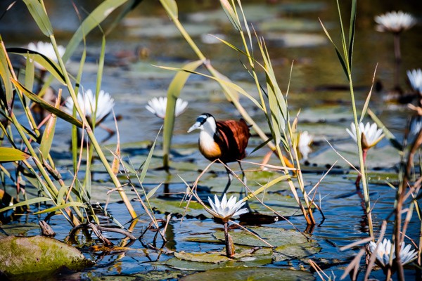 Jacana Bird