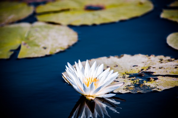 Chobe National Park, Botswana