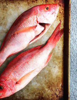 Red Snapper