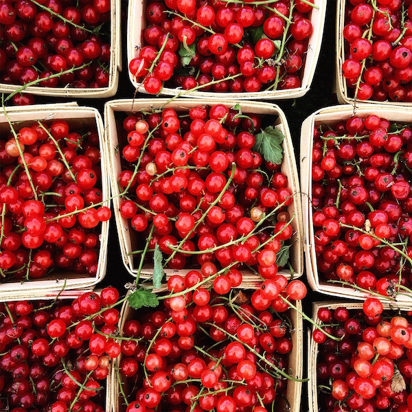 Fresh Red Currants
