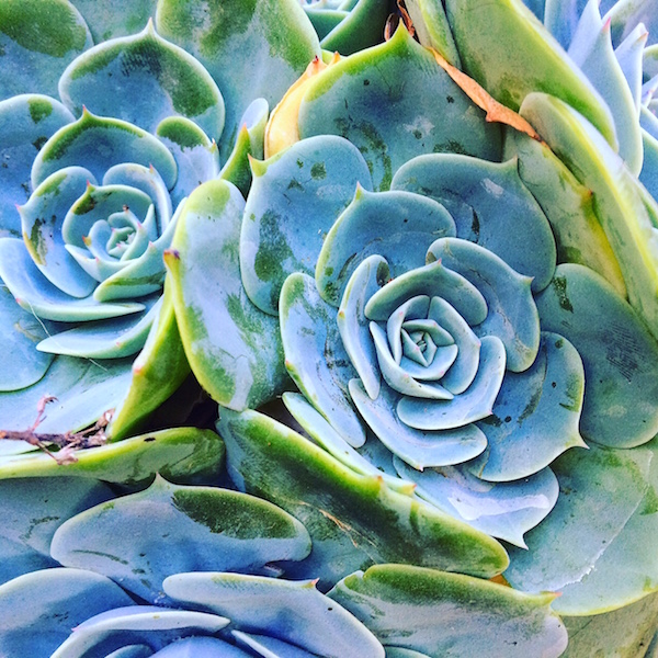 Succulent