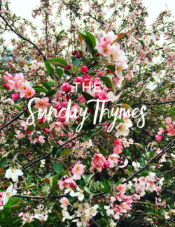 The Sunday Thymes