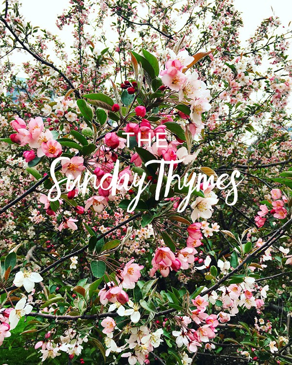 The Sunday Thymes