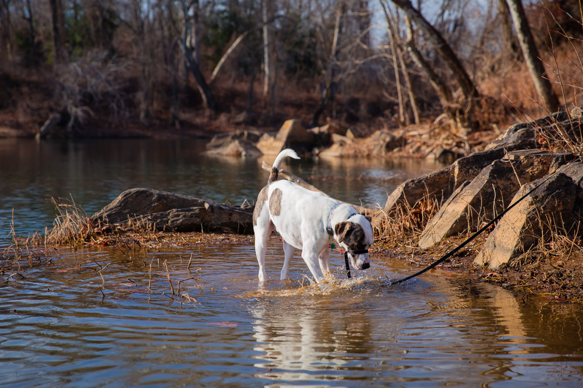 Adventures with Marley - fueled by Organix Grain-Free Dog Food