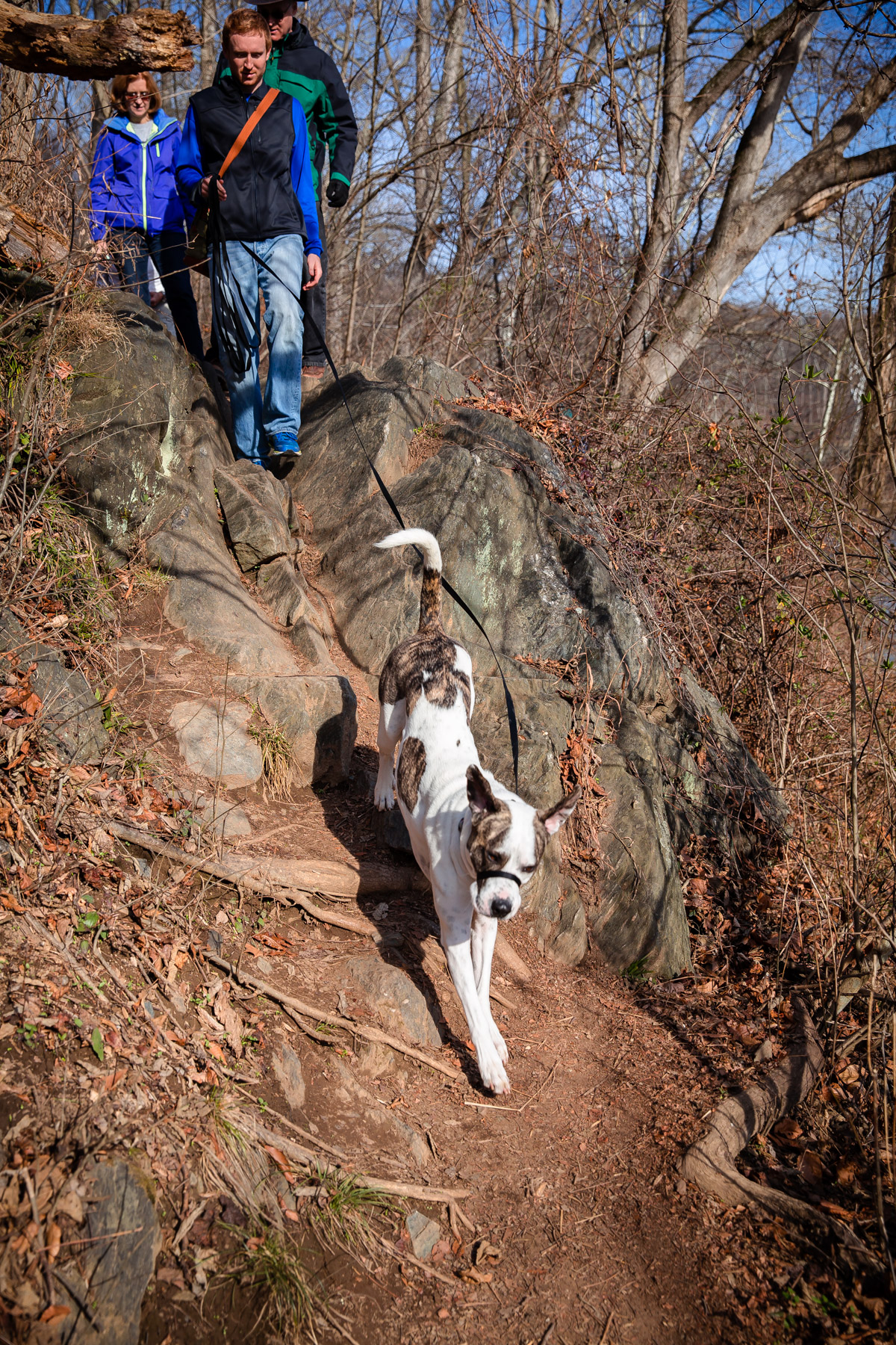 Adventures with Marley - fueled by Organix Grain-Free Dog Food