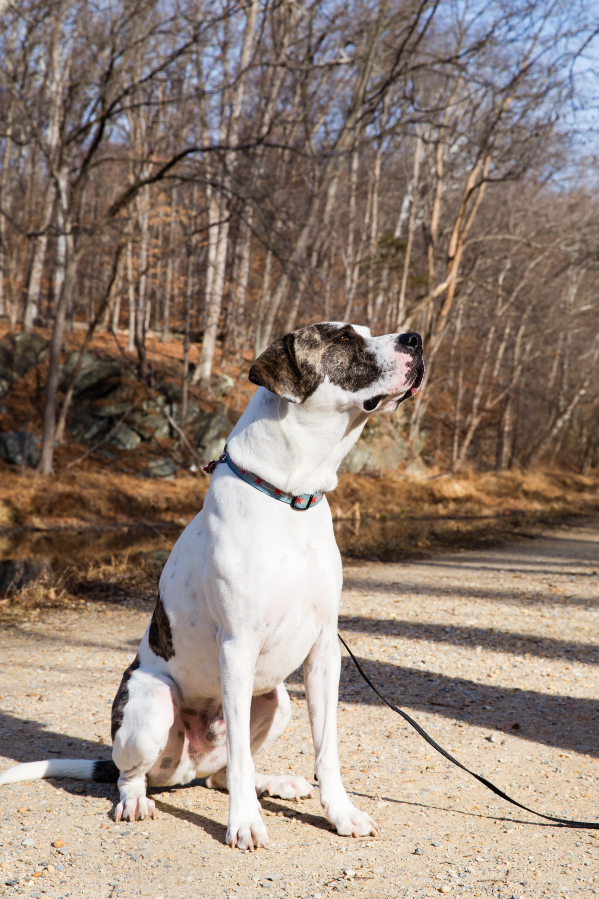 Adventures with Marley - fueled by Organix Grain-Free Dog Food