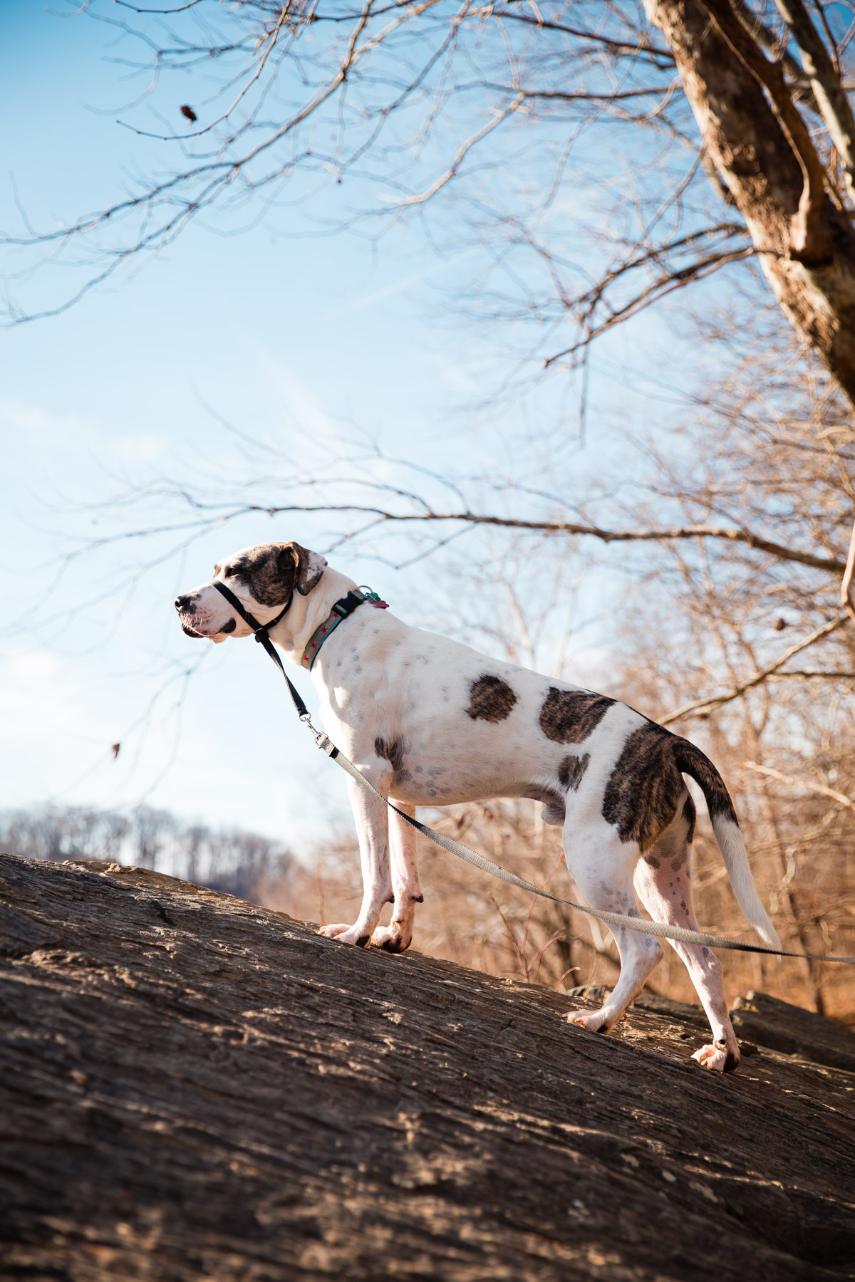 Adventures with Marley - fueled by Organix Grain-Free Dog Food