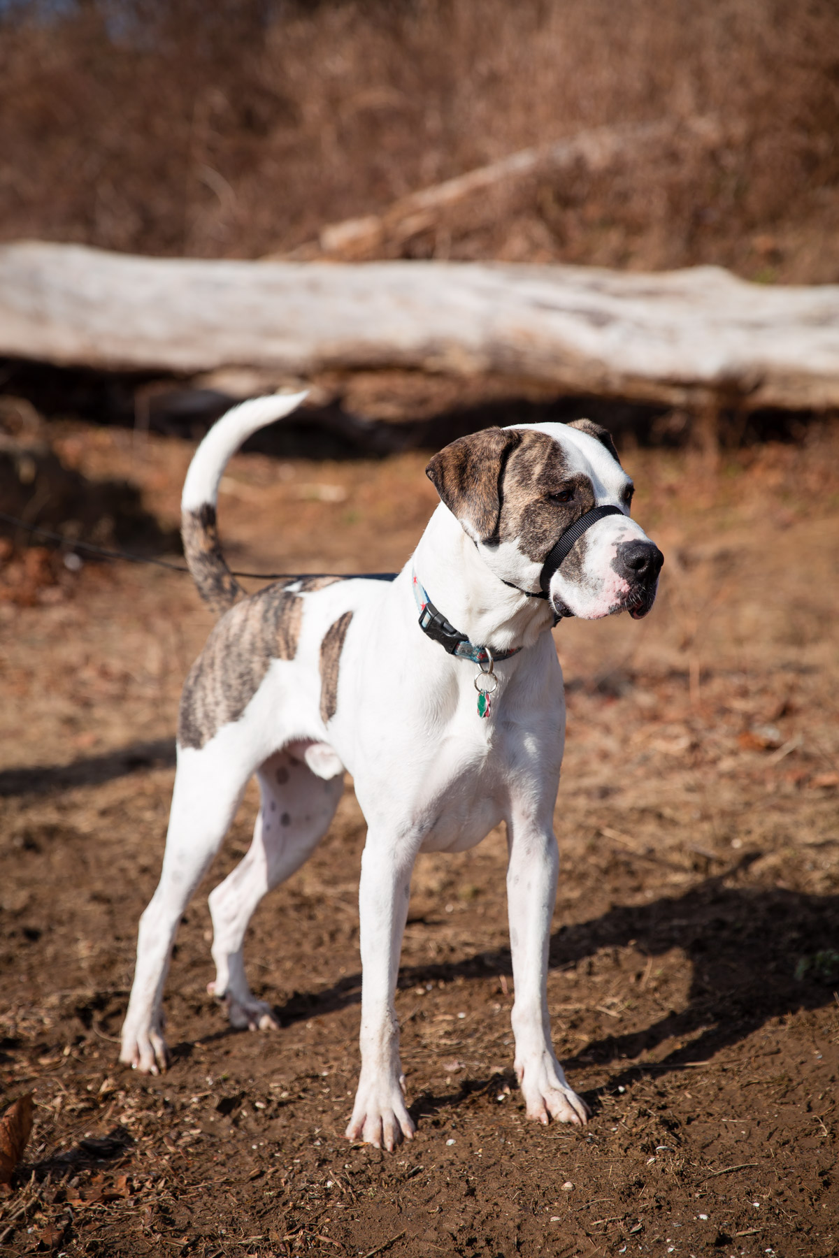 Adventures with Marley - fueled by Organix Grain-Free Dog Food