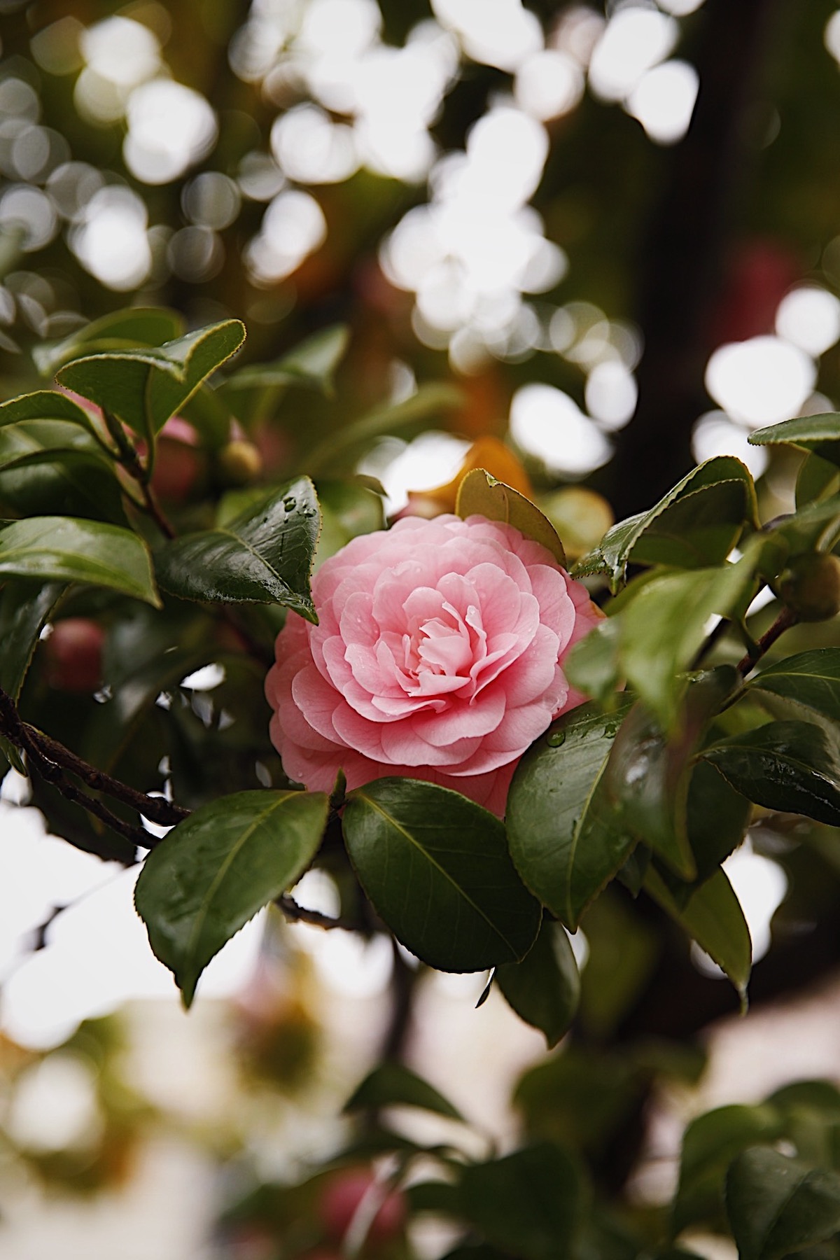 Japanese Camelias