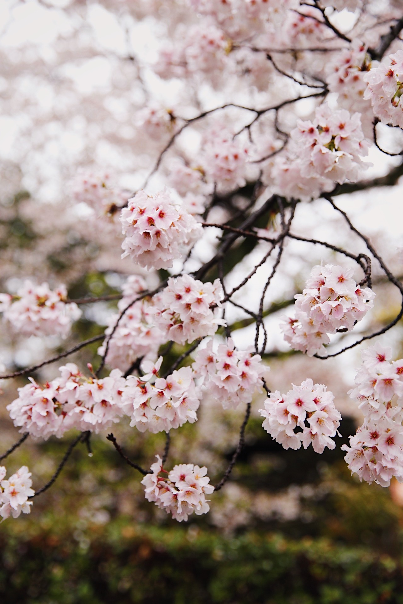 Japanese Cherry Blossoms