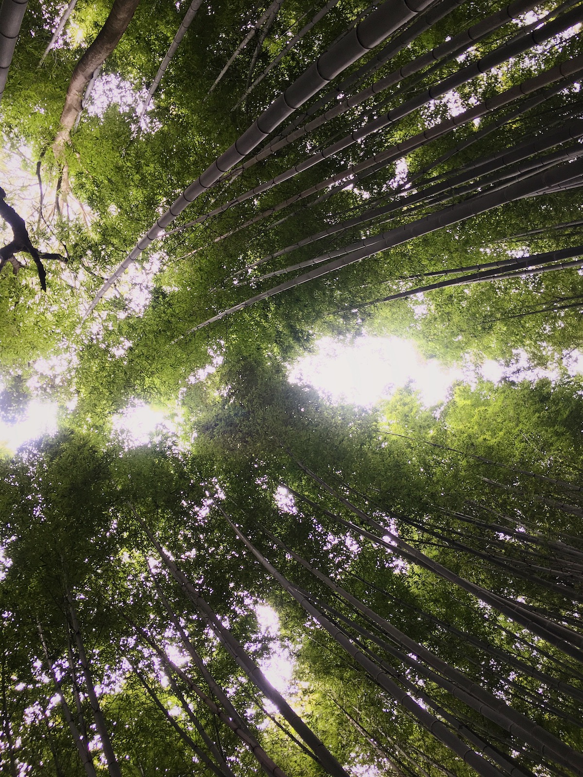 Japanese Bamboo Forest