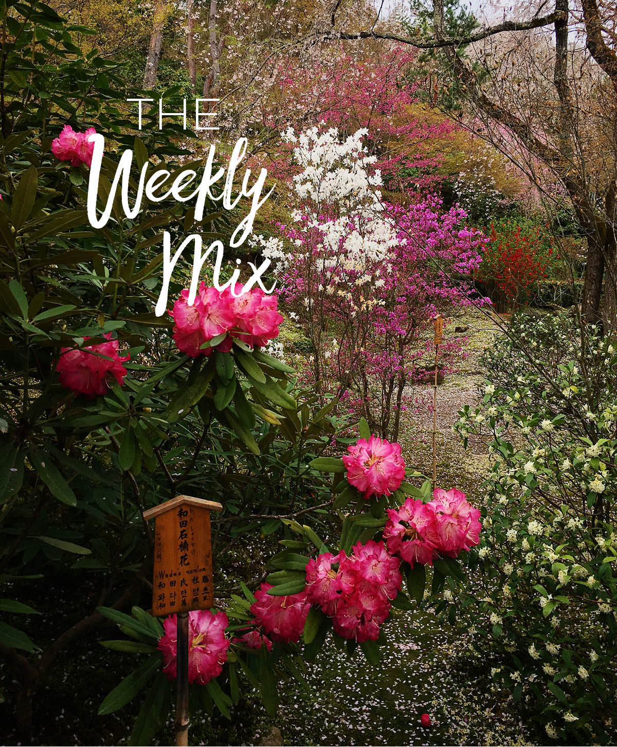 The Weekly Mix - A Beautiful Plate