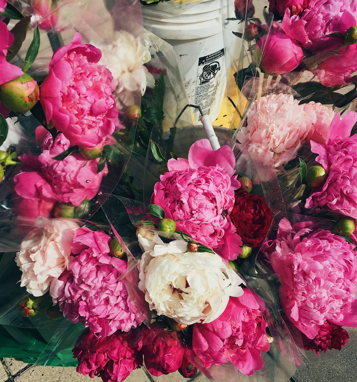 Summer Peonies