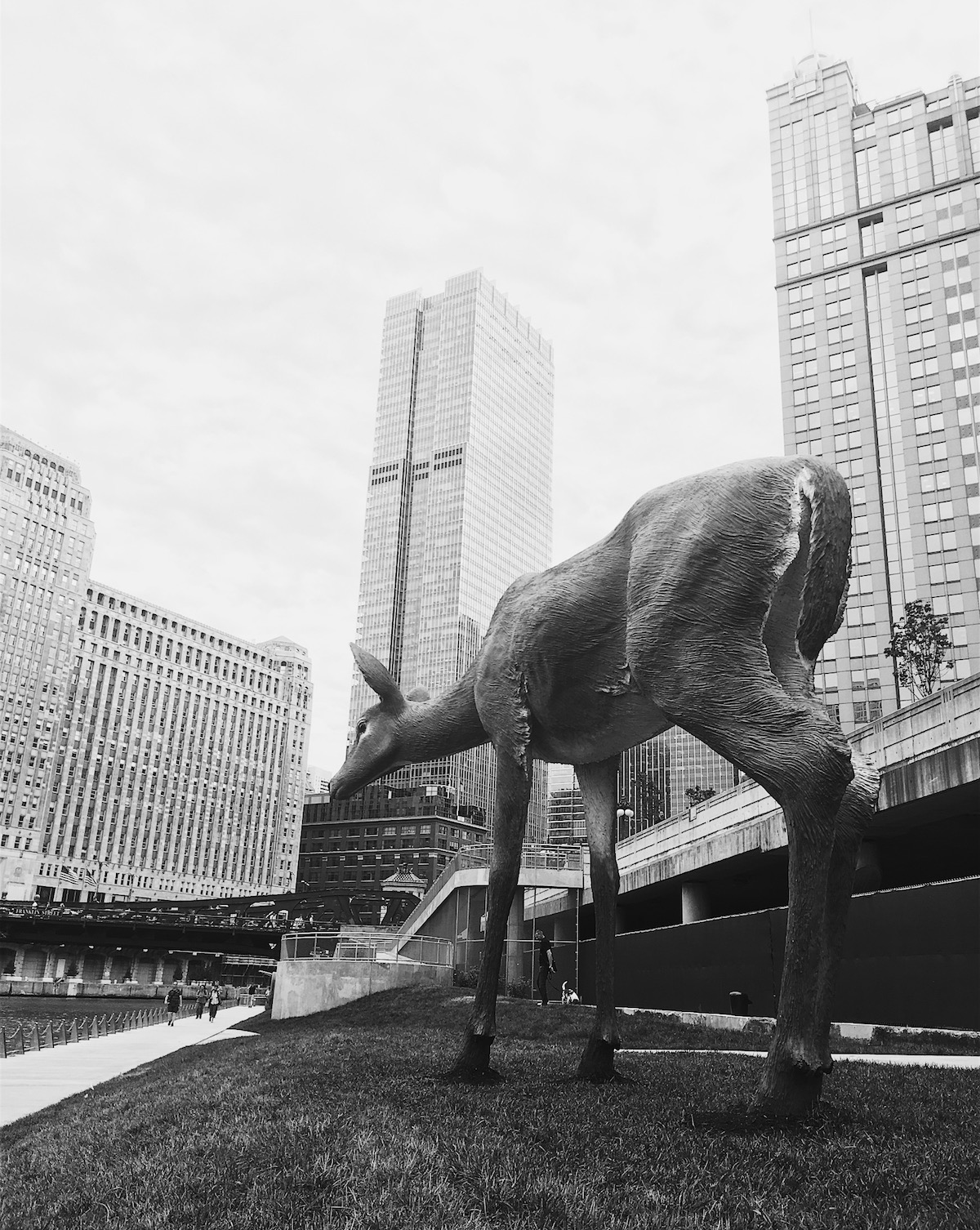 Chicago River Walk Deer