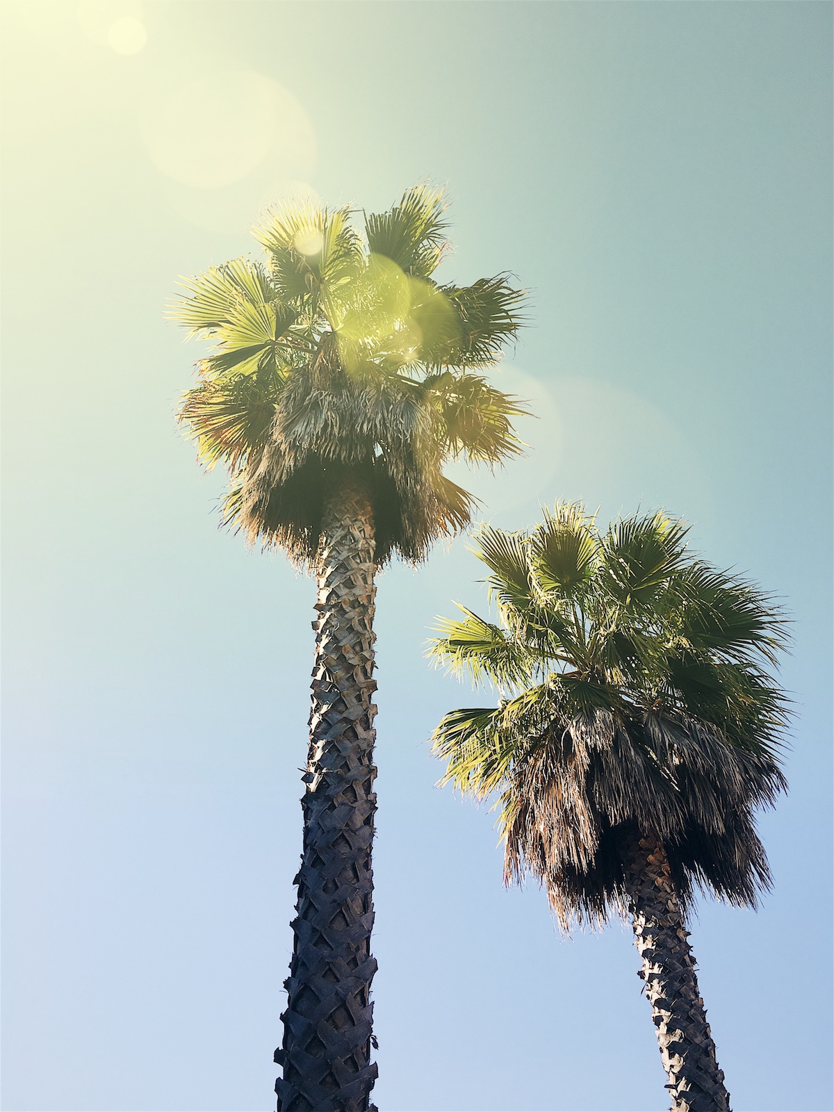 Palm Trees with Sunburst
