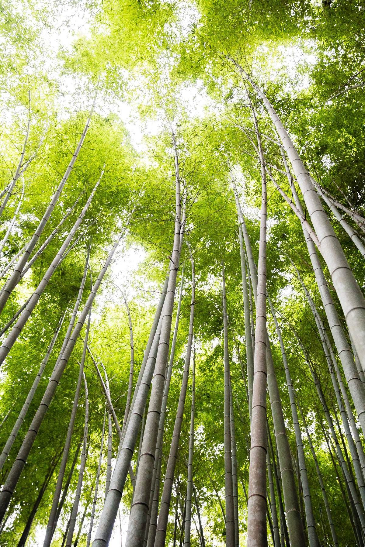 Kyoto Bamboo Forest