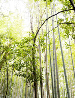 Arashiyama Bamboo Forest Kyoto