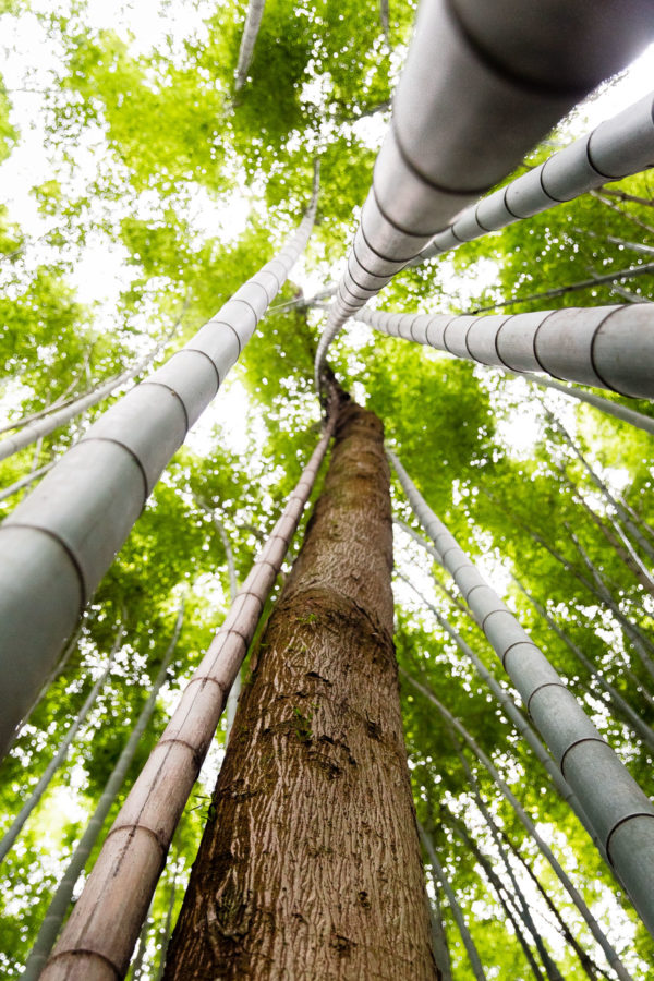 Arashiyama Bamboo Forest