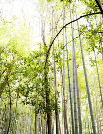 Arashiyama Bamboo Forest Kyoto