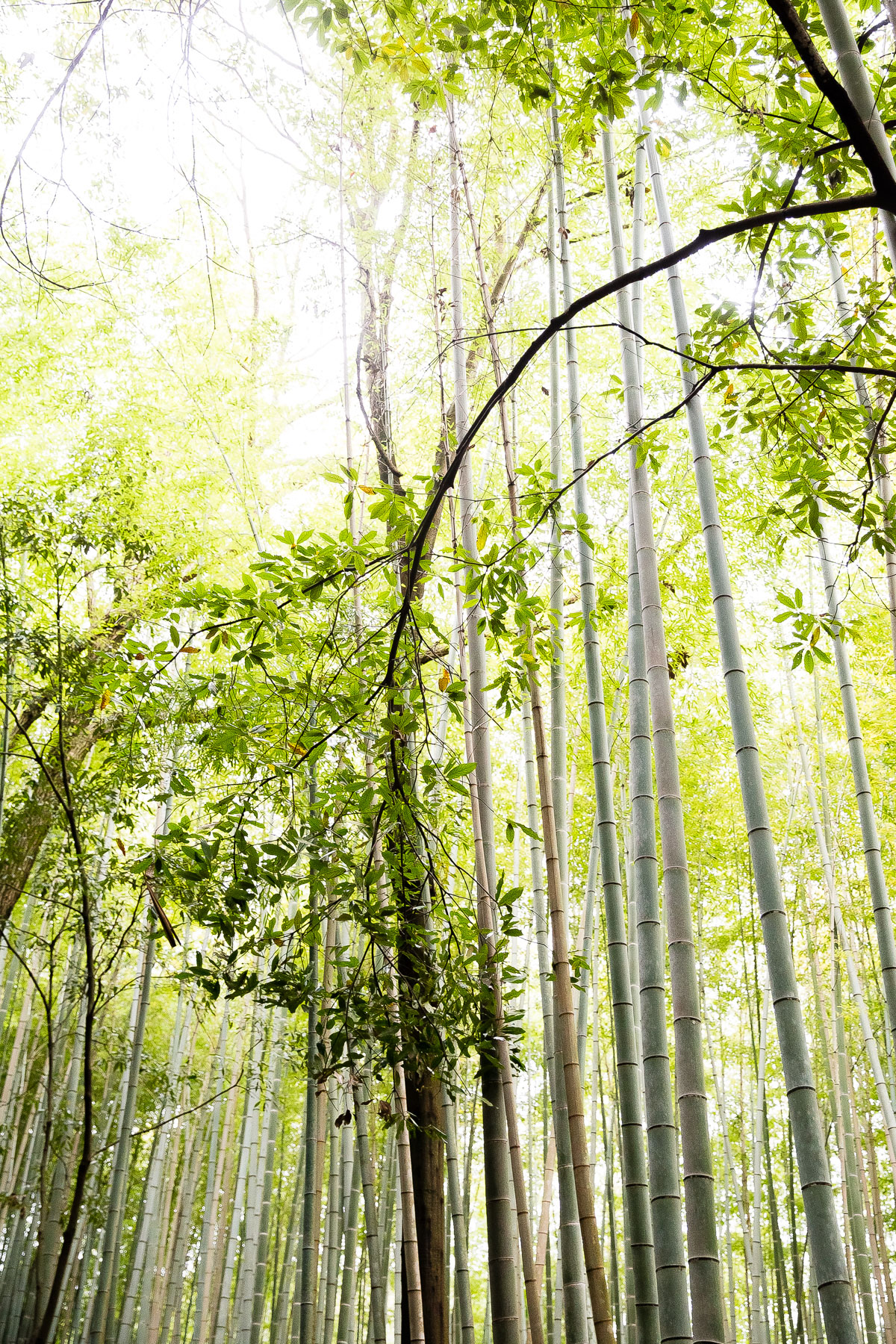 Arashiyama Bamboo Forest Kyoto