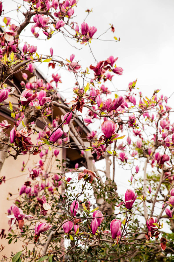 Japanese Blossoms