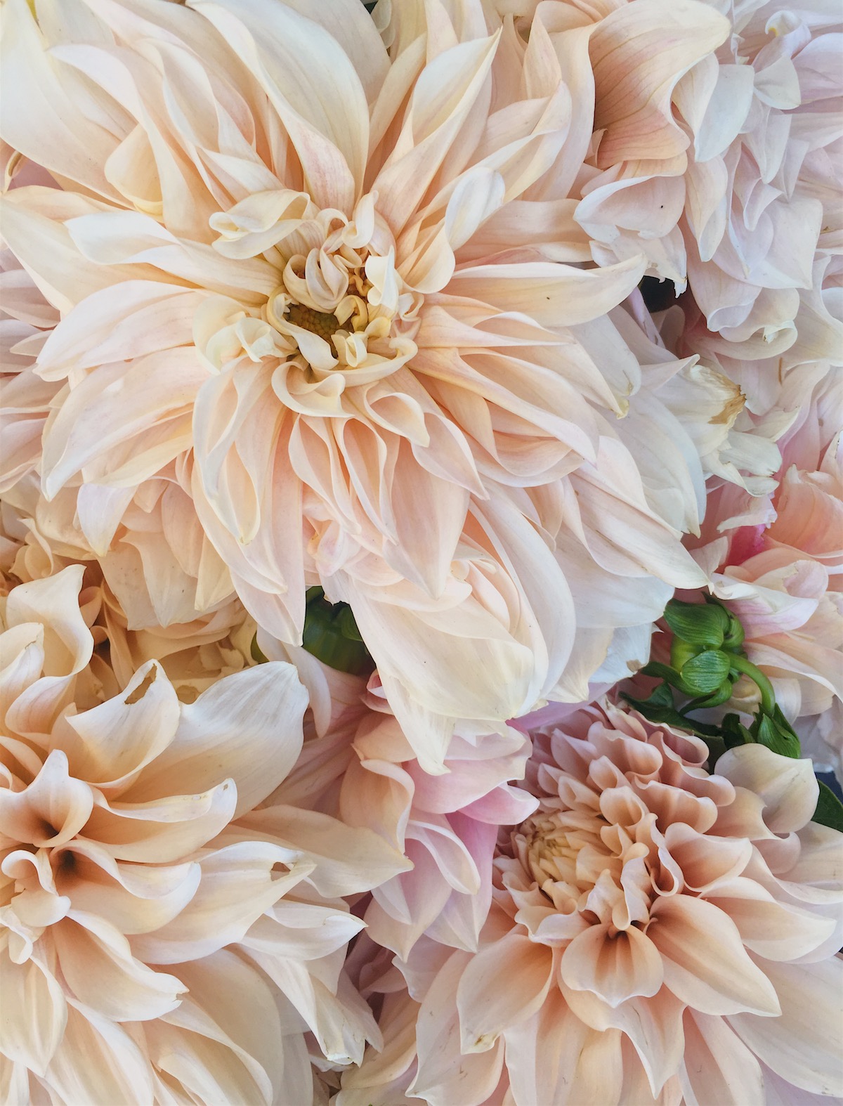 Cafe Au Lait Dahlias