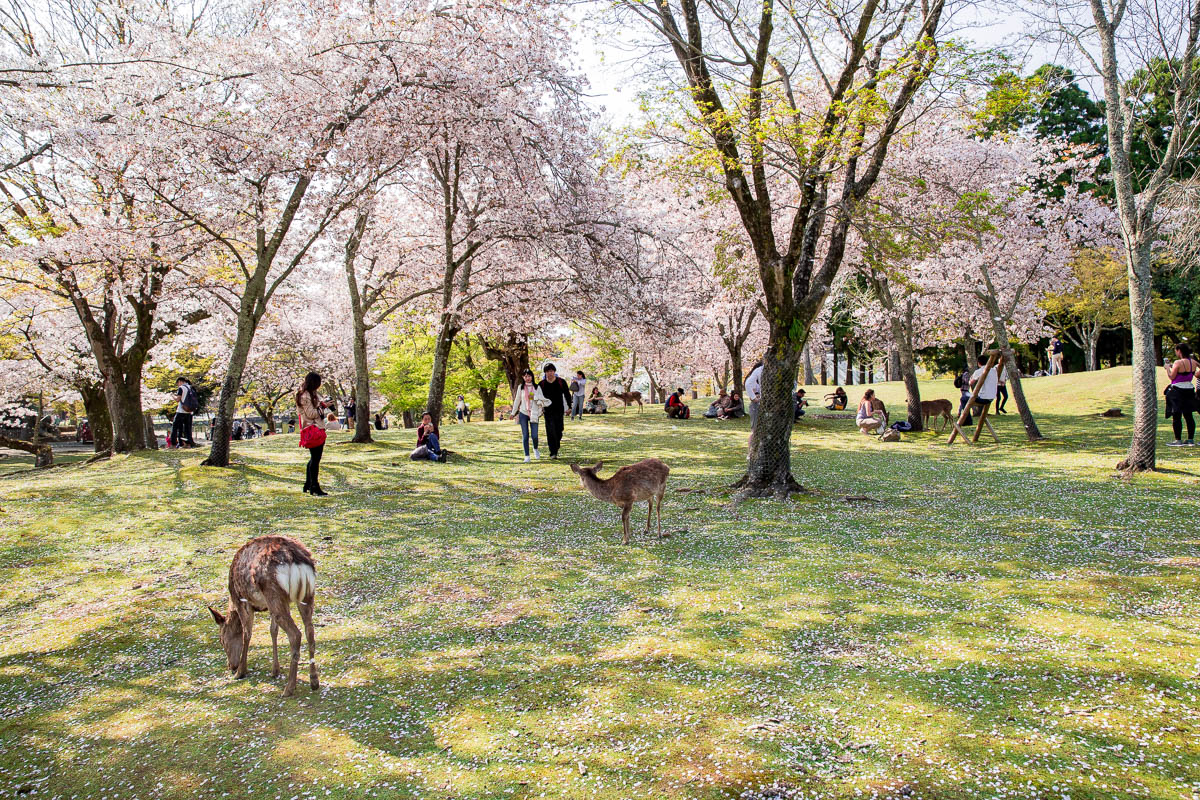 Nara Deer Park