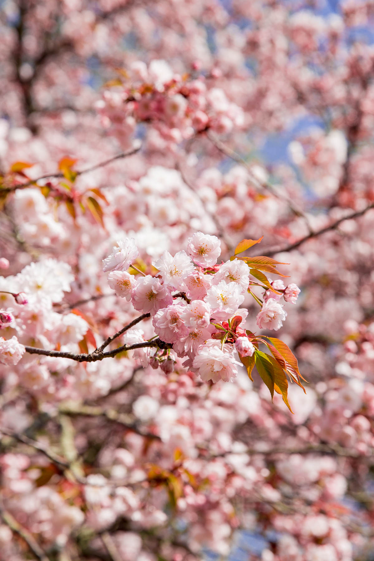 Japanese Cherry Blossoms