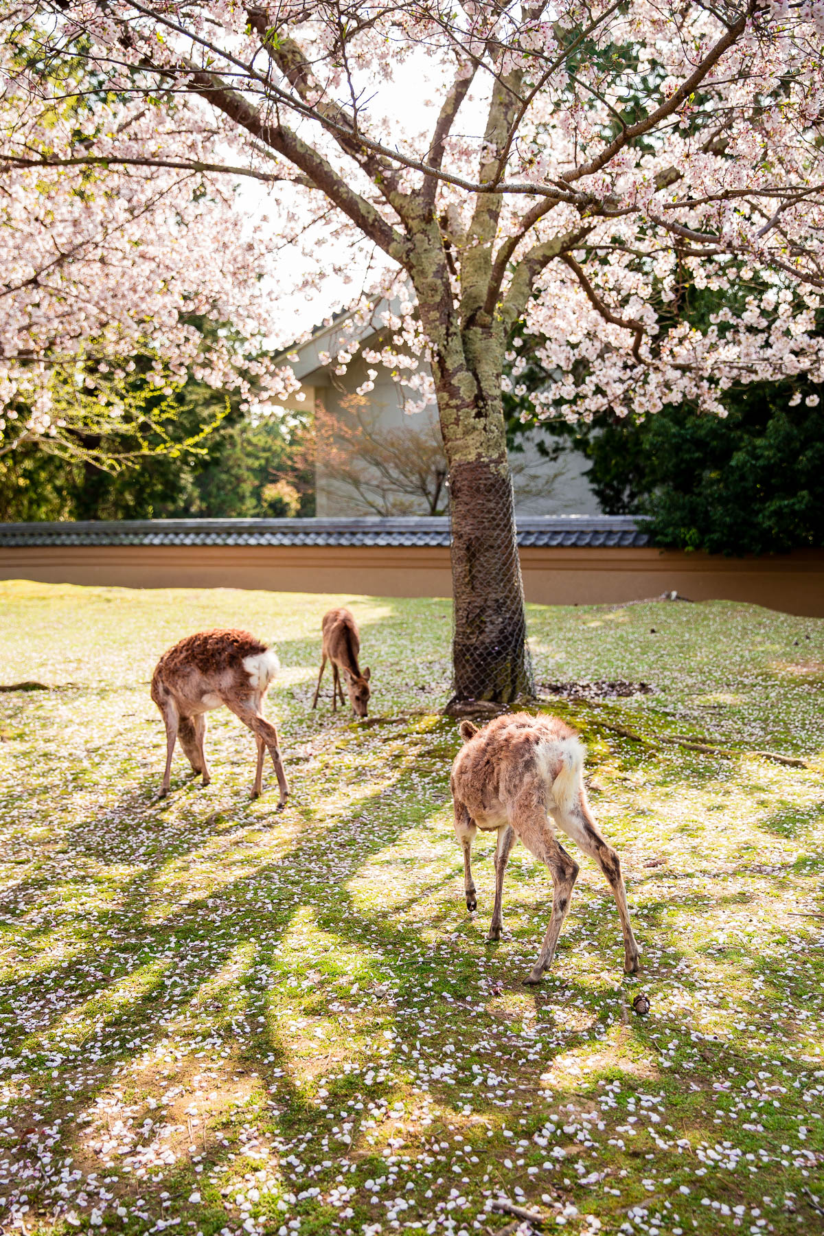 Deer and Cherry Blossom Trees