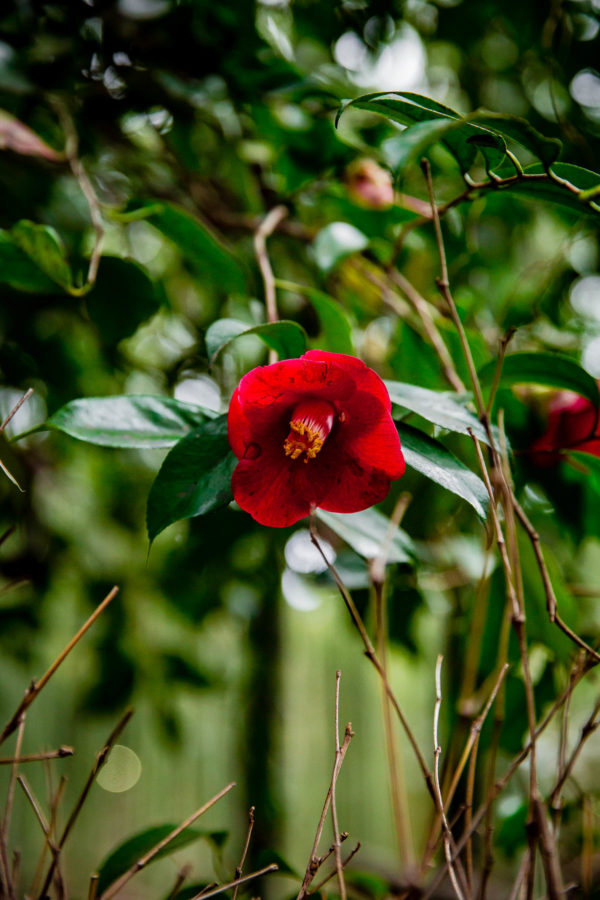 Japanese Flower