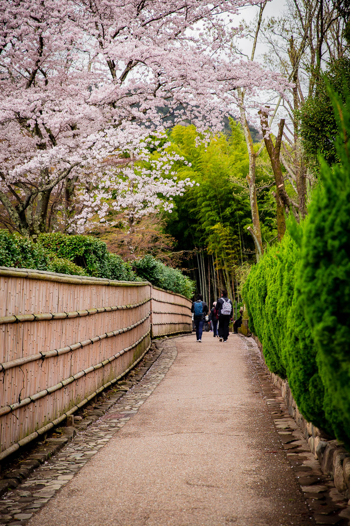 Arashiyama Bamboo Forest 