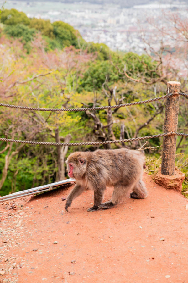 Iwatayama Monkey Park