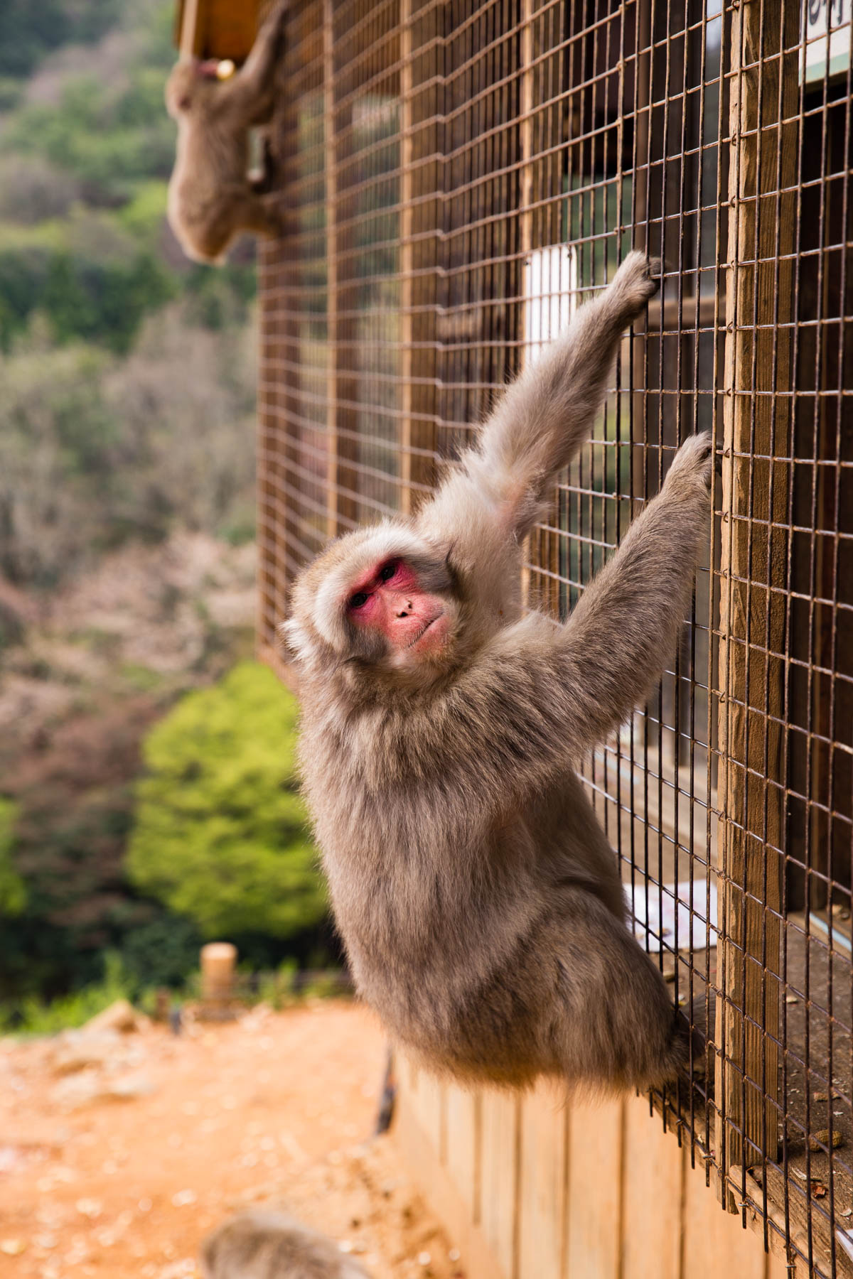 Iwatayama Monkey Park