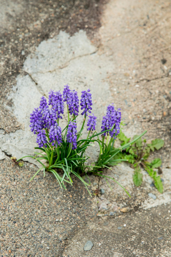 Kyoto Flowers