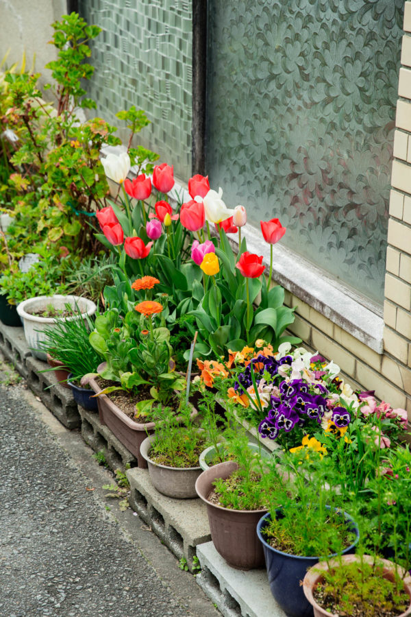 Kyoto Flowers