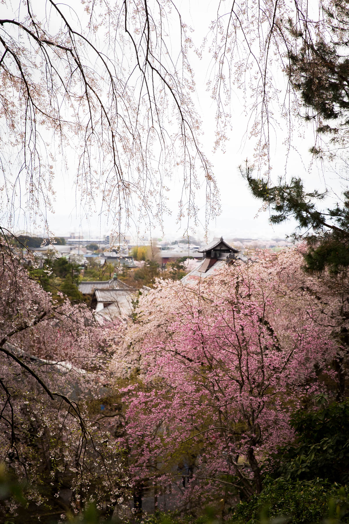 Kyoto View 