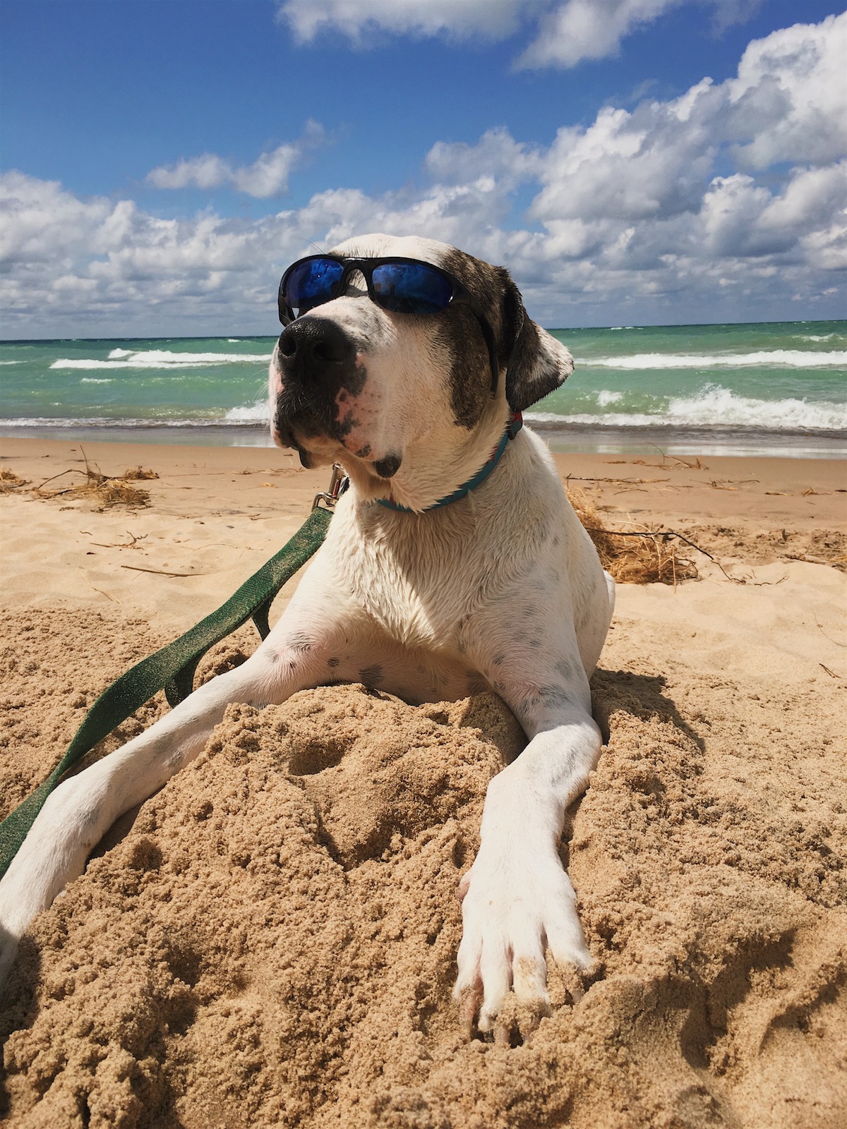 Marley on the beach