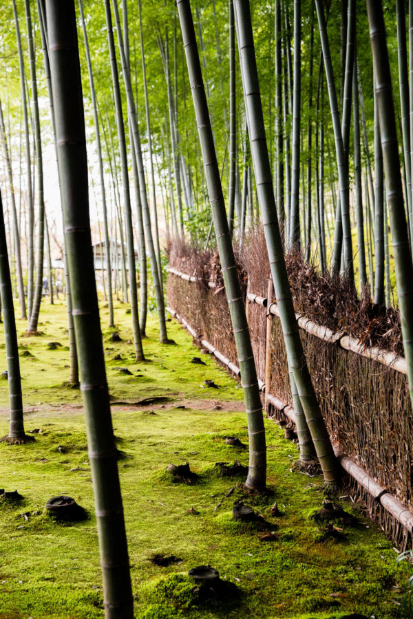 Arashiyama Bamboo Forest Kyoto