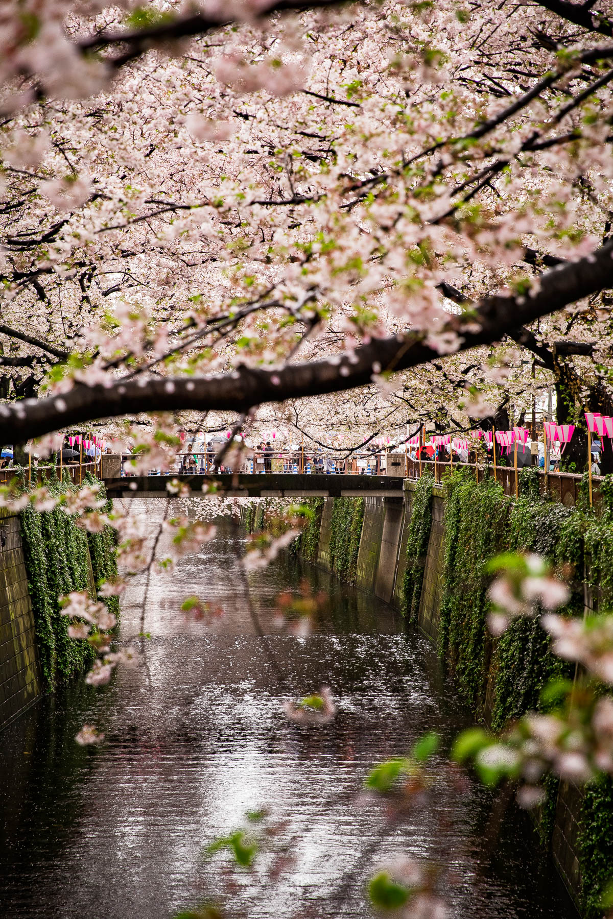 Nakameguro Canal Cherry Blossoms