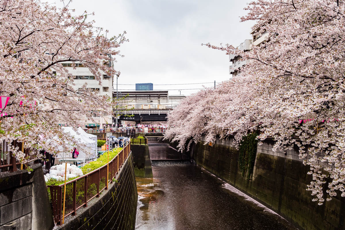 Nakameguro Canal Cherry Blossoms